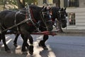 Carriage horses