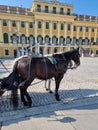 Carriage horses in Schonbrunn castle