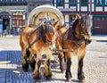 Carriage with horses of tourists drives. Center of the old town Wernigerode. Saxony-Anhalt, Germany