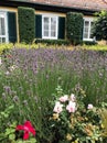 Carriage house lavender