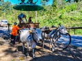 Carriage near Chiang Mai, Thailand