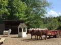 Carriage at Old Sturbridge Village in Massachusetts