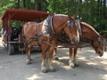 Carriage at Old Sturbridge Village in Massachusetts