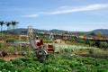 Carriage and Swing in a Flower Garden with Colored Stairs in the Background at Me Linh Coffee Garden in Da Lat, Vietnam