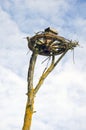 Carriage wheel on tree for stork nest Royalty Free Stock Photo