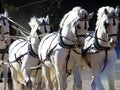 Carriage and white four Royalty Free Stock Photo