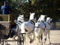 Carriage and white six Royalty Free Stock Photo