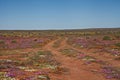 Carriageway in the Flowers 11610 Royalty Free Stock Photo