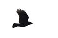 Carrian crow in flight Royalty Free Stock Photo