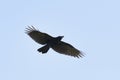 Carrian crow in flight Royalty Free Stock Photo