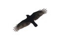 Carrian crow in flight Royalty Free Stock Photo