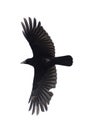 Carrian crow in flight Royalty Free Stock Photo