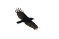 Carrian crow in flight Royalty Free Stock Photo