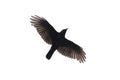 Carrian crow in flight Royalty Free Stock Photo