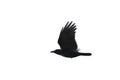 Carrian crow in flight Royalty Free Stock Photo