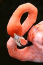 Carribean Flamingo Bird