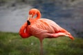 Carribean Flamingo