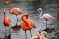 Carribean Flamingo