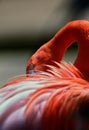 Carribean flamingo stands in profile, its head lowered in a peaceful pose Royalty Free Stock Photo