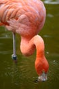 Carribean flamingo in water