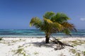 Carribean Palm tree with coconuts Royalty Free Stock Photo