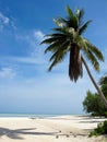 Carribean Palm tree with coconuts