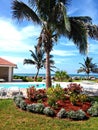 Carribean Palm Trees