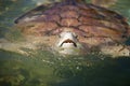 Carribean Sea Turtle Royalty Free Stock Photo