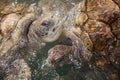 Carribean Sea Turtles Royalty Free Stock Photo