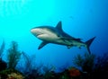 Carribian grey reef shark Royalty Free Stock Photo