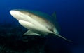 Carribian grey reef shark Royalty Free Stock Photo