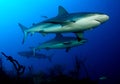 Carribian grey reef sharks