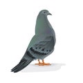 Carrier pigeon breeding bird vector