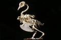 Carrier Pigeon, Columba livia, Skeleton of Adult against Black Background