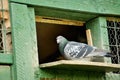 A carrier pigeon or messenger pigeon