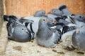 A carrier pigeon or messenger pigeon