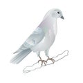 Carrier pigeon white domestic breeds sports bird vintage vector illustration for design