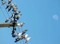 A carrier pigeons Royalty Free Stock Photo