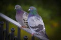Carrier pigeons Royalty Free Stock Photo