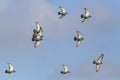 Carrier pigeons in flight Royalty Free Stock Photo