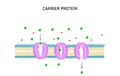 Carrier protein for cellular transport