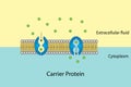 Carrier Protein function