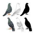 Carriers pigeons domestic breeds sports birds natural and outline and silhouette vintage set one vector animals illustration for d Royalty Free Stock Photo