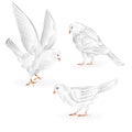 Carriers white pigeons domestic breeds sports birds vintage set seven
