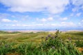 Carrizo Plain Wildflower Royalty Free Stock Photo