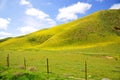 Carrizo Plain Wildflower