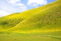 Carrizo Plain Wildflower