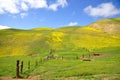 Carrizo Plain Wildflower