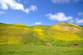 Carrizo Plain Wildflower