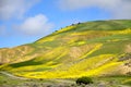 Carrizo Plain Wildflower Royalty Free Stock Photo